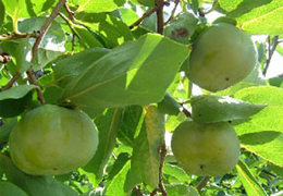 11月の旬「次郎柿(じろうがき)」