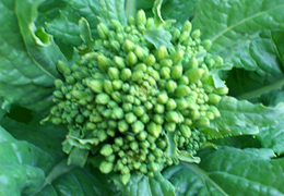 3月の旬「菜の花」