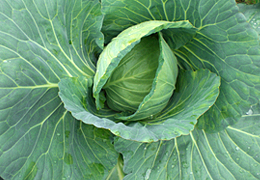 10月の旬「日之影産キャベツ」