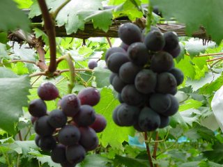 2003年11月の宮崎の旬は巨峰です。
