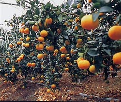 2003年11月の宮崎の旬はみかんです。