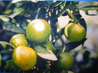 2003年11月の宮崎の旬は日南一号です。