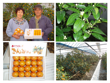 2006年2月の宮崎の旬はきんかんです。