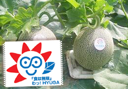 2006年5月の宮崎の旬は貴味メロン です。