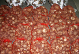 2006年7月の宮崎の旬は里芋です。