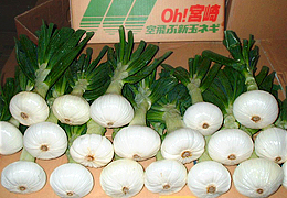 2008年2月の宮崎の旬は空飛ぶ新たまねぎ です。