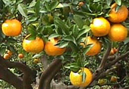 2009年1月の宮崎の旬はポンカンです。