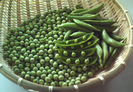 2009年4月の宮崎の旬はえんどう豆です。