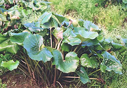 2011年2月の宮崎の旬はツワブキです。