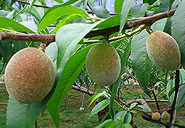 2011年5月の宮崎の旬は桃です。