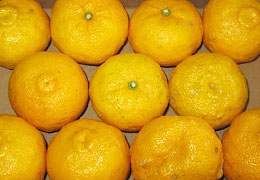 2013年12月の宮崎の旬はゆずです。