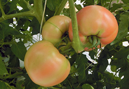 2019年9月の宮崎の旬はトマトです。
