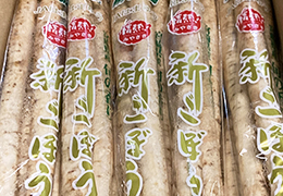 2021年3月の宮崎の旬は水田ごぼうです。