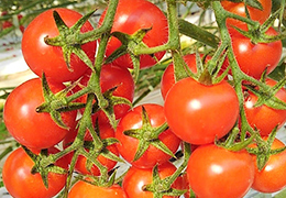 2022年5月の宮崎の旬はミニトマトです。